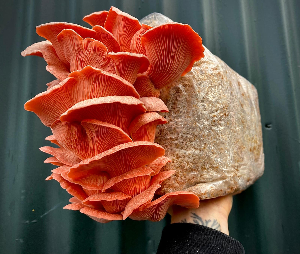 Mushroom grow bags - Grow at home