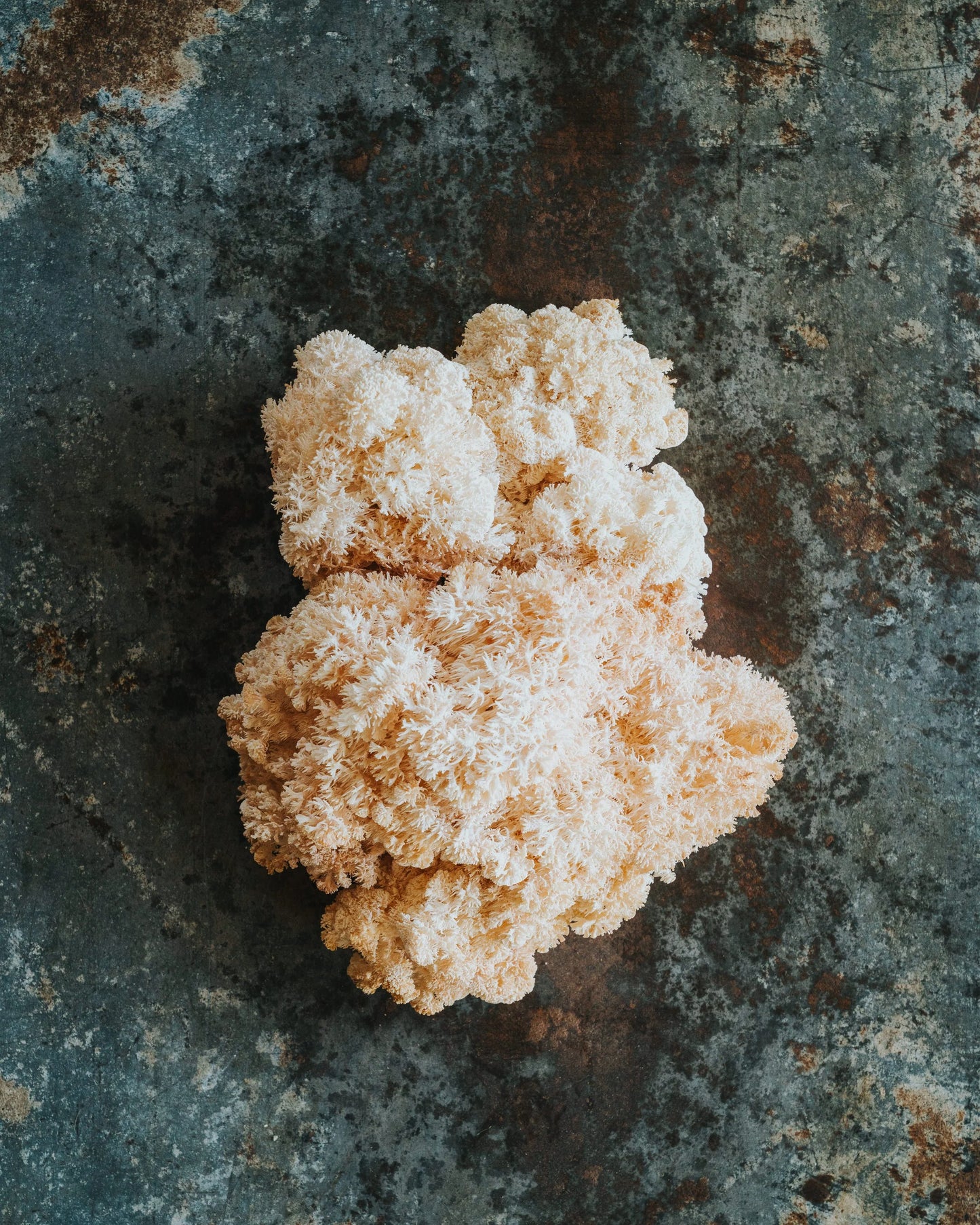 New Zealand Lion's Mane Powder 60g