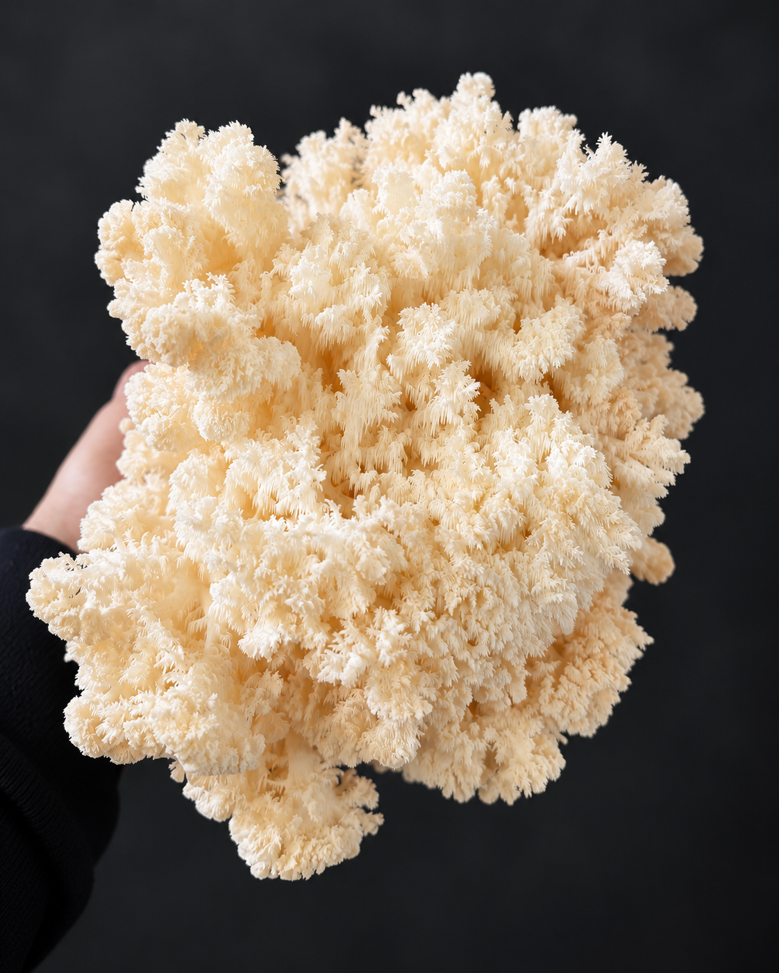 1KG Fresh Lions Mane