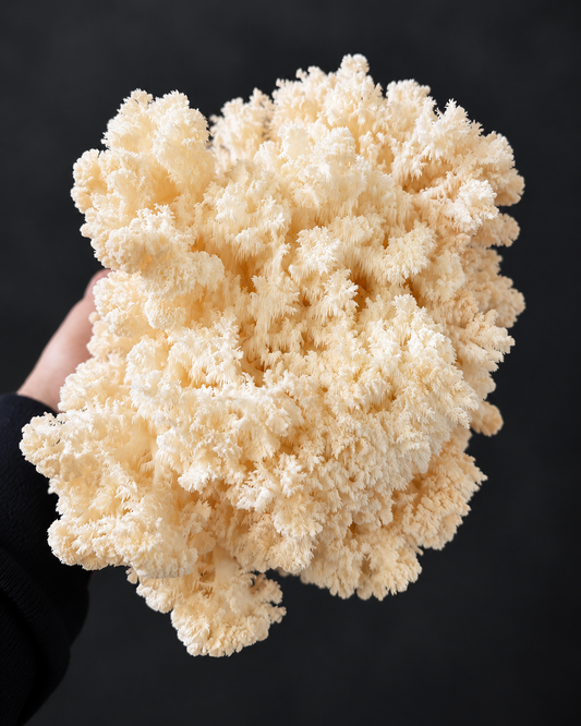 1KG Fresh Lions Mane