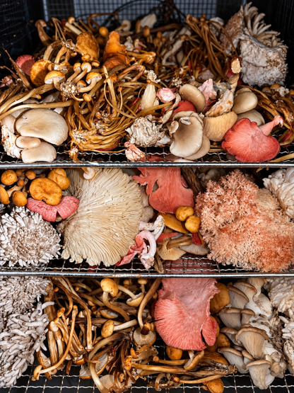 1kg Dried Mixed Mushrooms