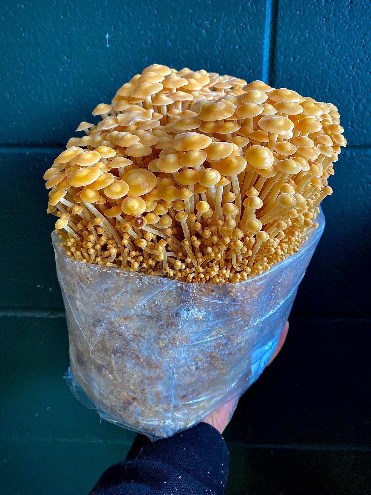 Mushroom grow bags - Grow at home