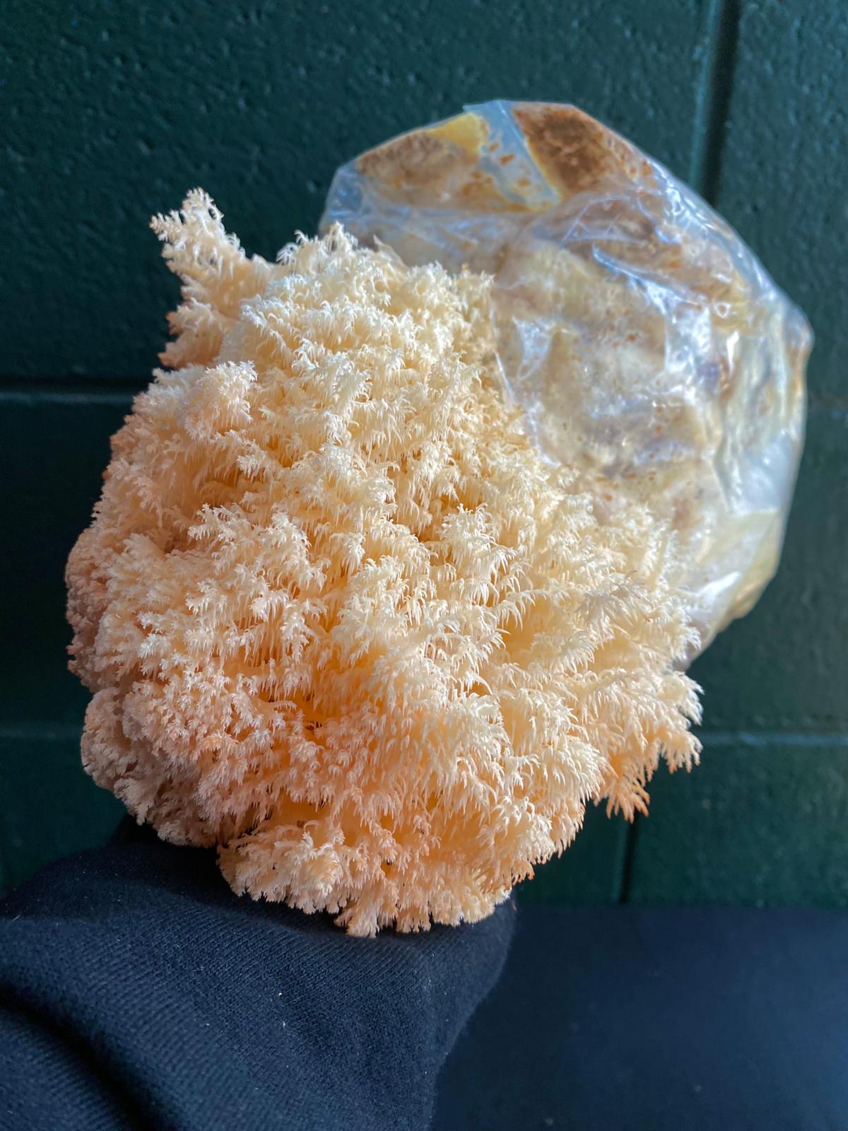 Mushroom grow bags - Grow at home