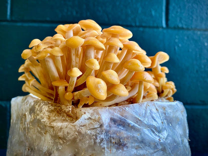 Mushroom grow bags - Grow at home