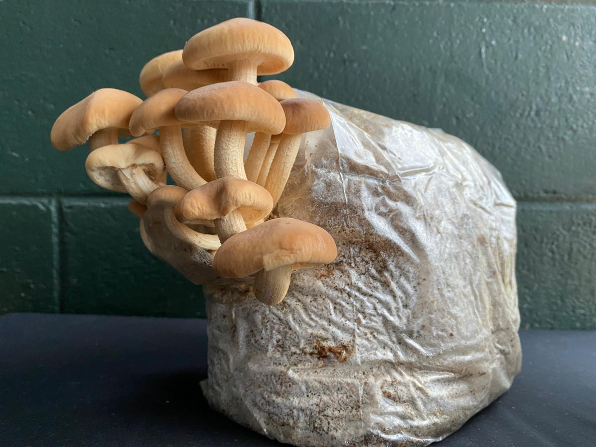 Mushroom grow bags - Grow at home