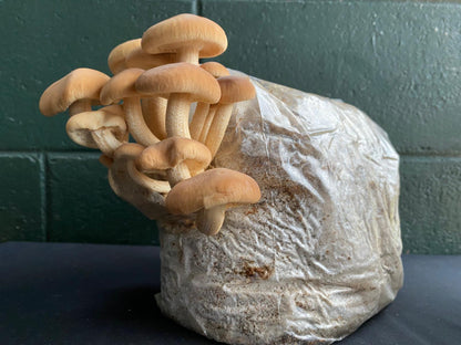 Mushroom grow bags - Grow at home