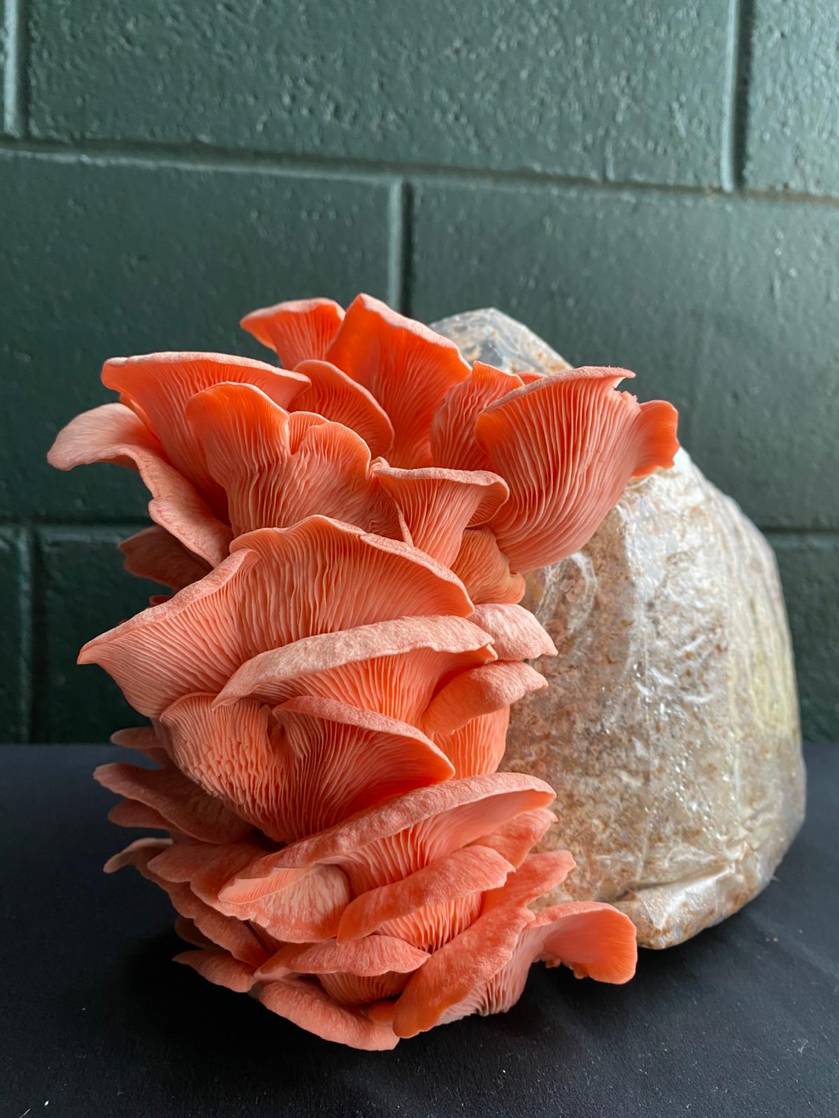 Mushroom grow bags - Grow at home