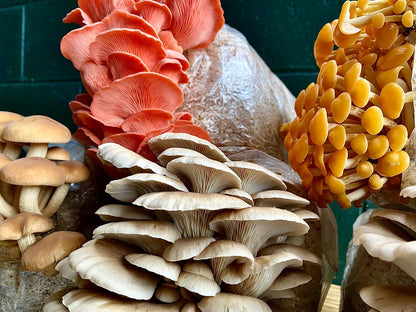 Mushroom grow bags - Grow at home