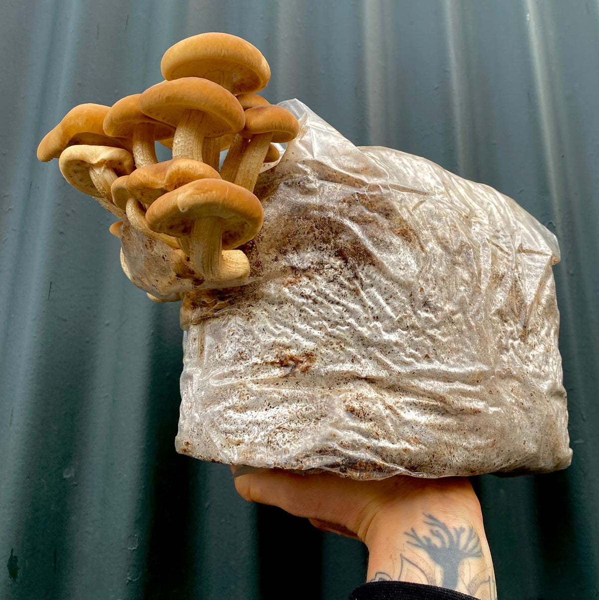 Mushroom grow bags - Grow at home