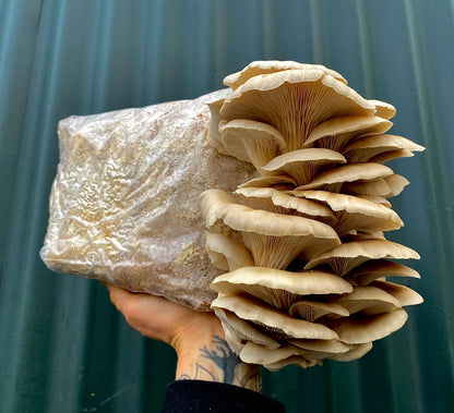 1kg Fresh Phoenix Oyster Mushrooms