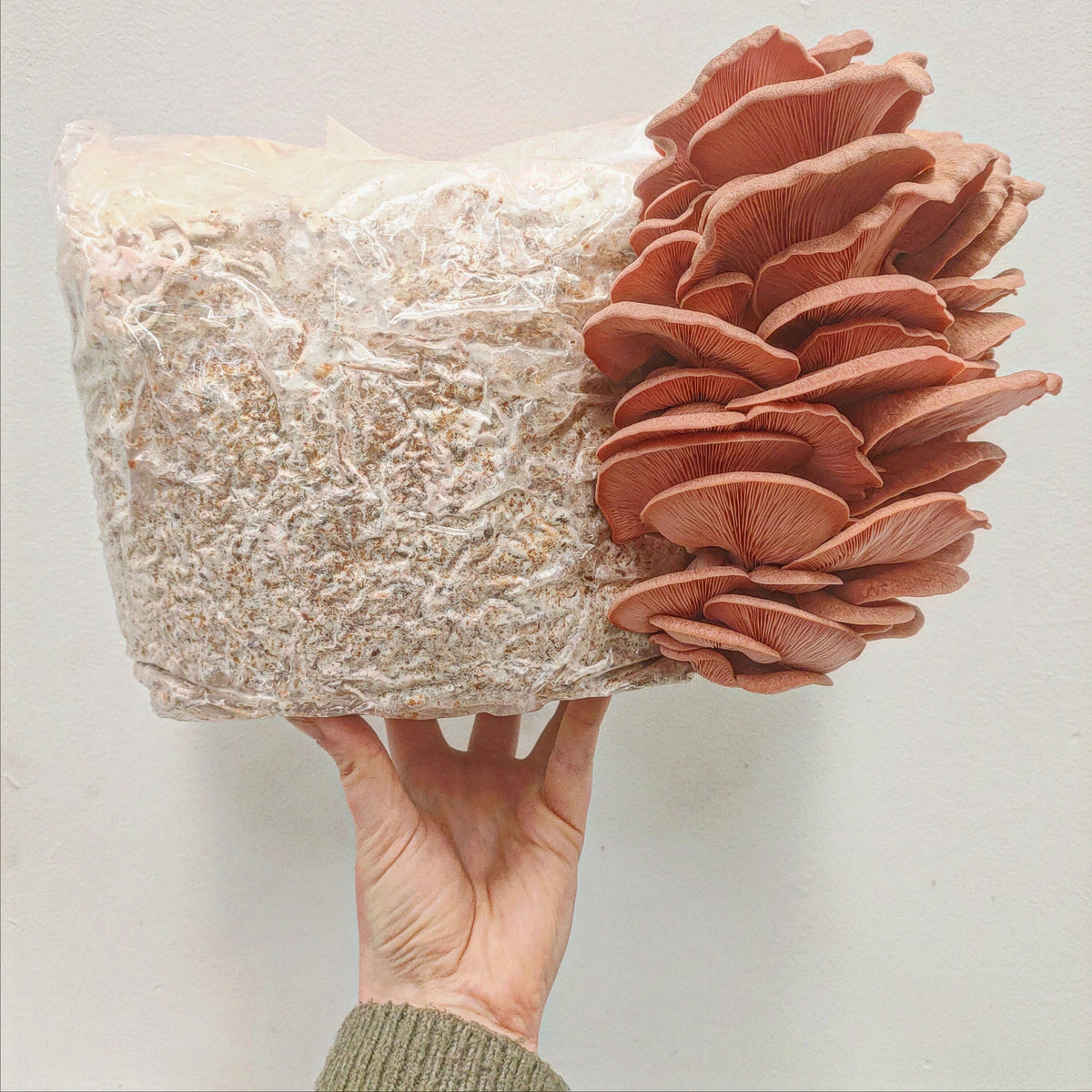 Mushroom grow bags - Grow at home