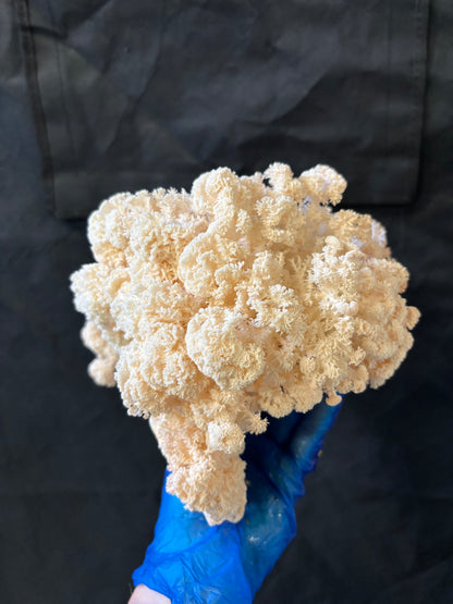 New Zealand Lion's Mane Powder 60g