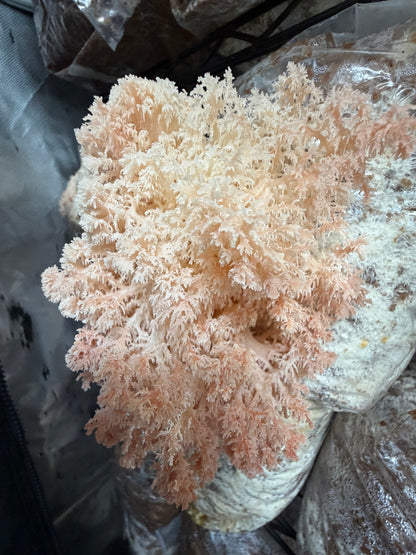 1KG Fresh Lions Mane