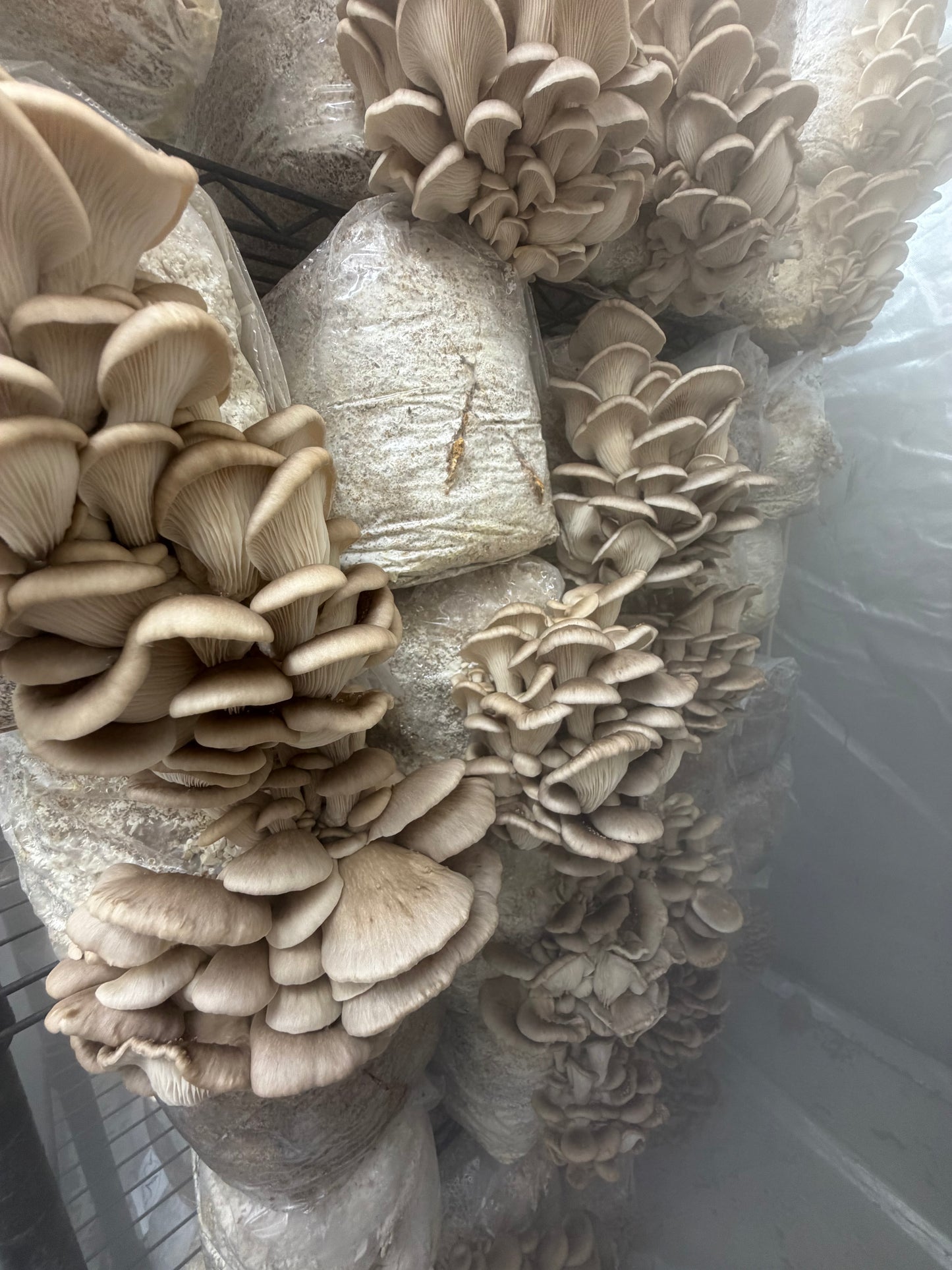 1kg Fresh Phoenix Oyster Mushrooms
