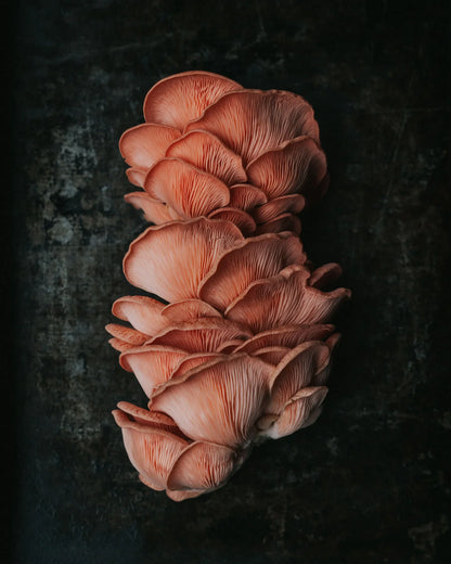 1KG Pink Oyster Mushrooms