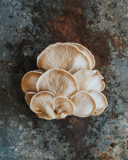 1kg Fresh Phoenix Oyster Mushrooms